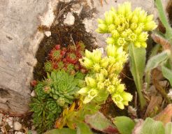 2013-08-18_Regina-F-Rau_Schachen_Blumen  (048).JPG